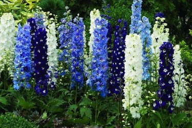 Delphinium no jardim