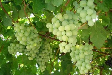 Uvas resistentes ao inverno