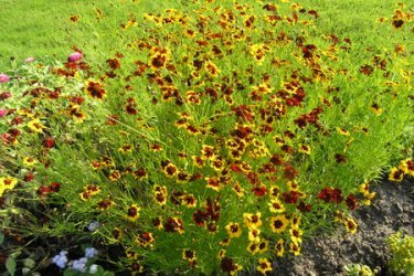 Flores Coreopsis