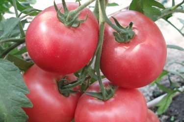 Tomates