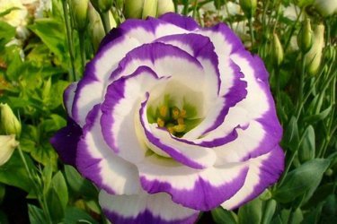 Eustoma