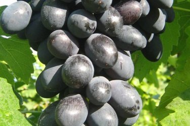 Uvas Muromets