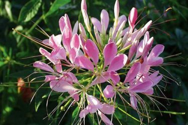 Cleome