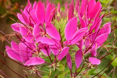 Cleome