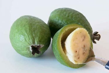 Feijoa