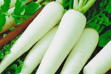 Daikon