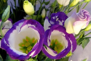 Eustoma