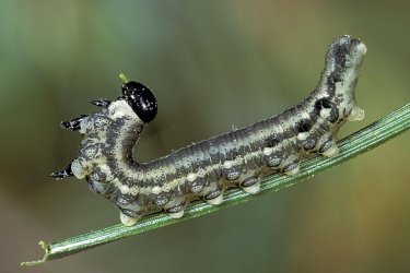 mosca-serra de pinheiro