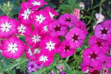 Phlox anuais