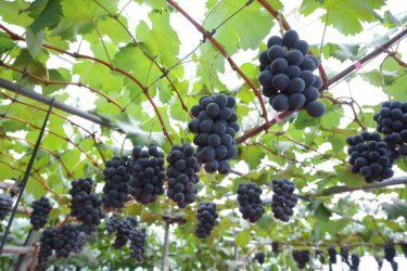 Uvas