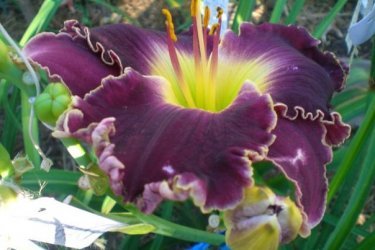 Hemerocallis