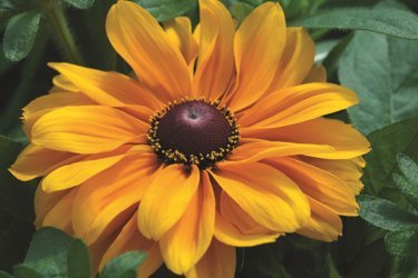 rudbeckia