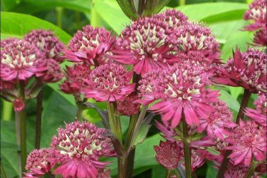 Astrantia