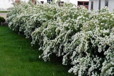 Spiraea no jardim