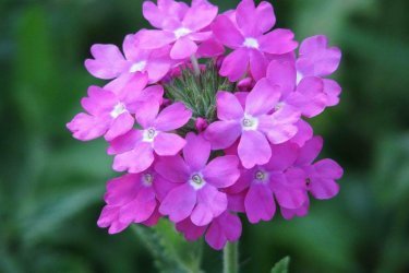 Verbena