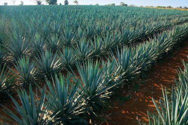 Agave