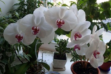 Orquídeas