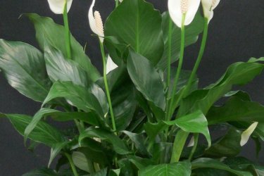 spathiphyllum