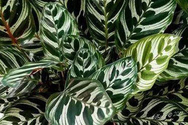 Calathea