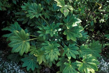 Fatsia