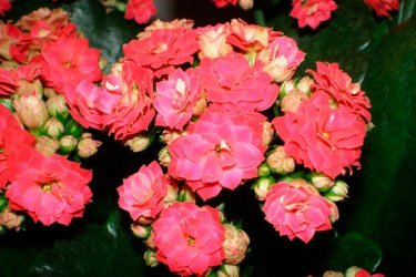 Kalanchoe