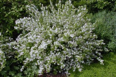 Deutzia