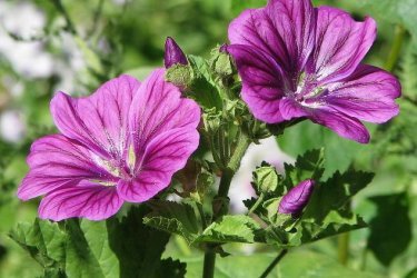 Bosque de Malva