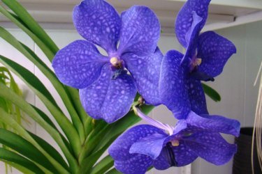 Vanda Orquídea