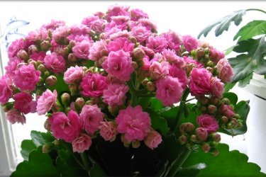 Kalanchoe