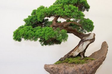 Bonsai