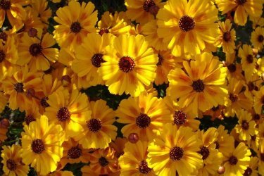 Inflorescências Coreopsis