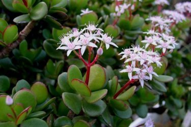 Crassula