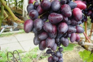 Beleza de uvas