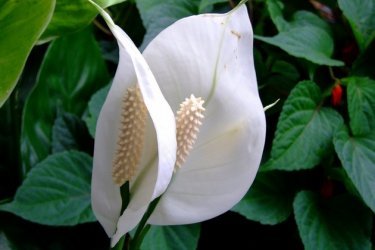 Spathiphyllum