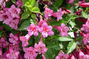 Weigela