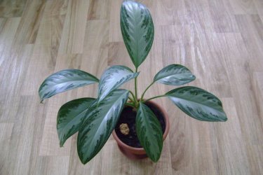 Reprodução de Aglaonema