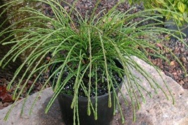 Thuja Vipcord