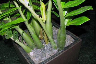 Zamioculcas