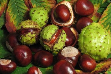 Fruta castanha