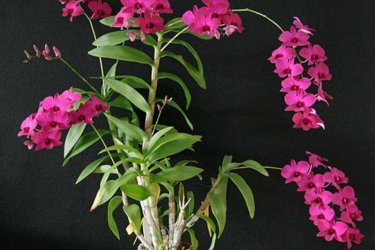 Orquídea Dendrobium