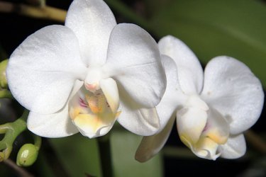 Orquídeas