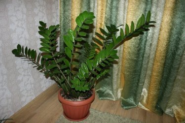 Zamioculcas