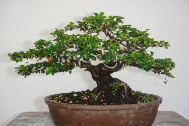 Carmona parvifolia