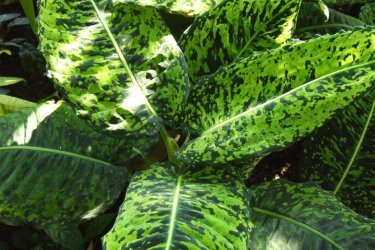 Dieffenbachia