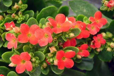 Kalanchoe