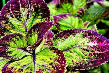 Coleus forskohlii, planta