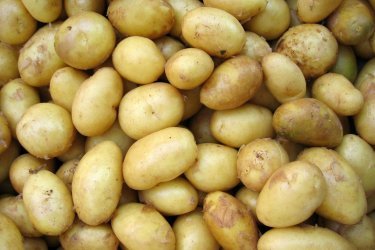 Batata