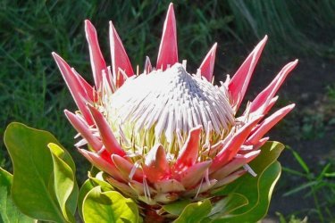 Alcachofra protea