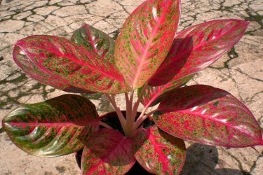 Aglaonema