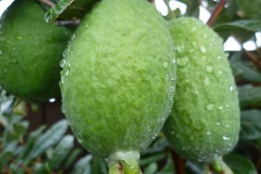 Feijoa